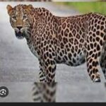 पौड़ी में गुलदार का आतंक: जामलाखाल में व्यक्ति की मौत, ग्रामीणों ने वन विभाग को कमरे में बंद किया