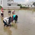 सफल ट्रायल के बाद 2.2 दून बासमती की रोपाई शुरू, 160 किसानों ने 75 हेक्टेयर में संभाली खेती की कमान